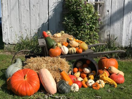 À la découverte de la citrouille